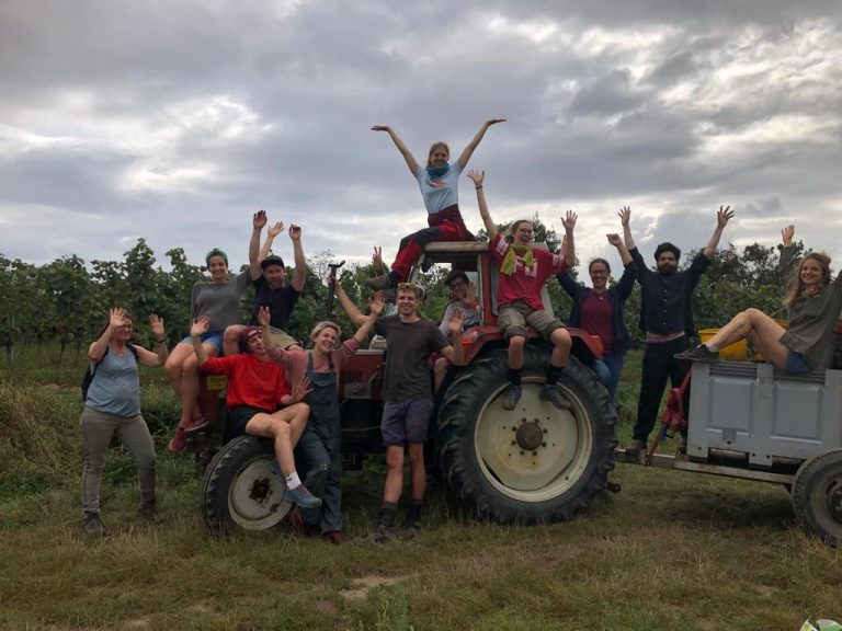 Weinlese Weinbau Pröstler Haugsdorf