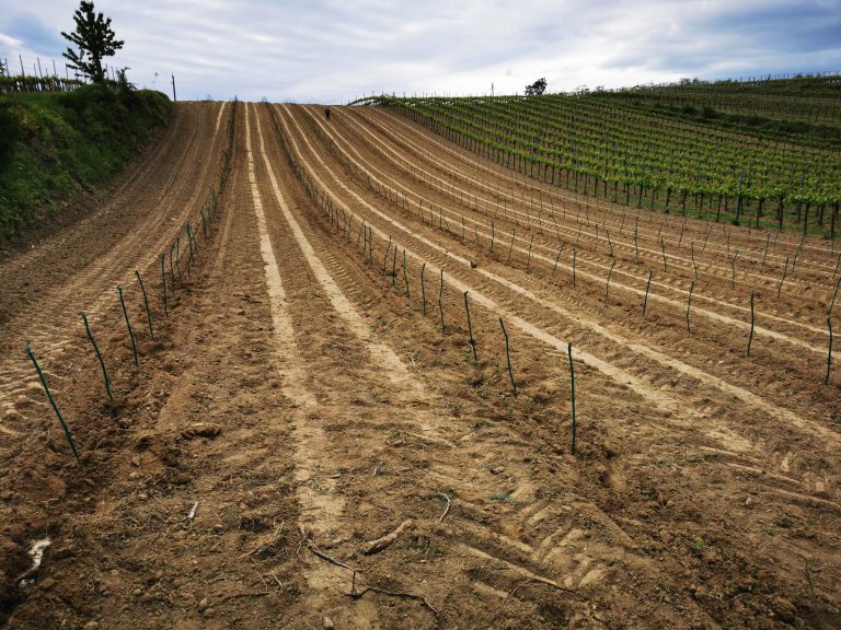Ein neuer Weingarten entsteht: Merlot haben wir im Sonnen ausgesetzt - Weinbau Pröstler