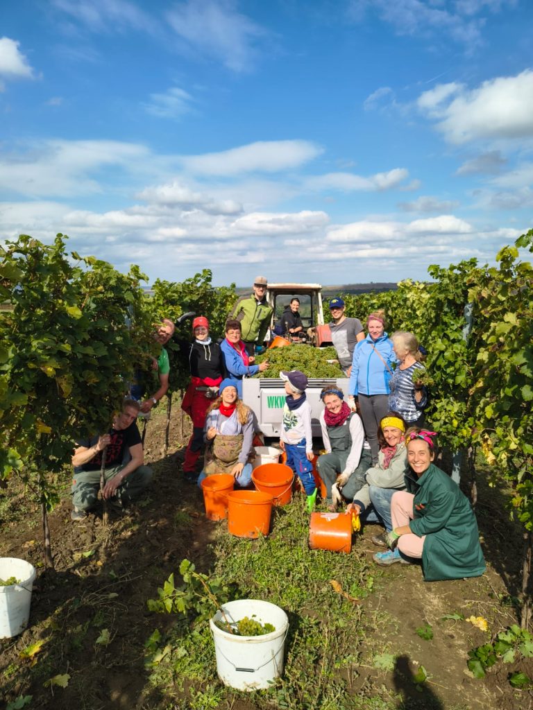 Weinlese - Handleser bei der Ernte im Weingarten
